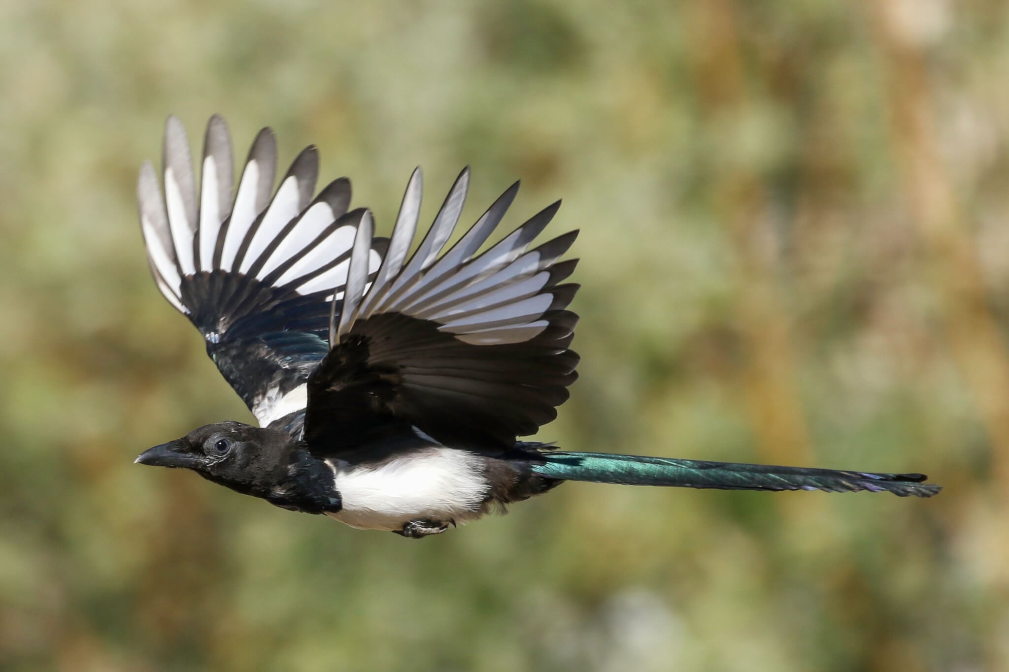 Black-billed Magpie - ridin birdy